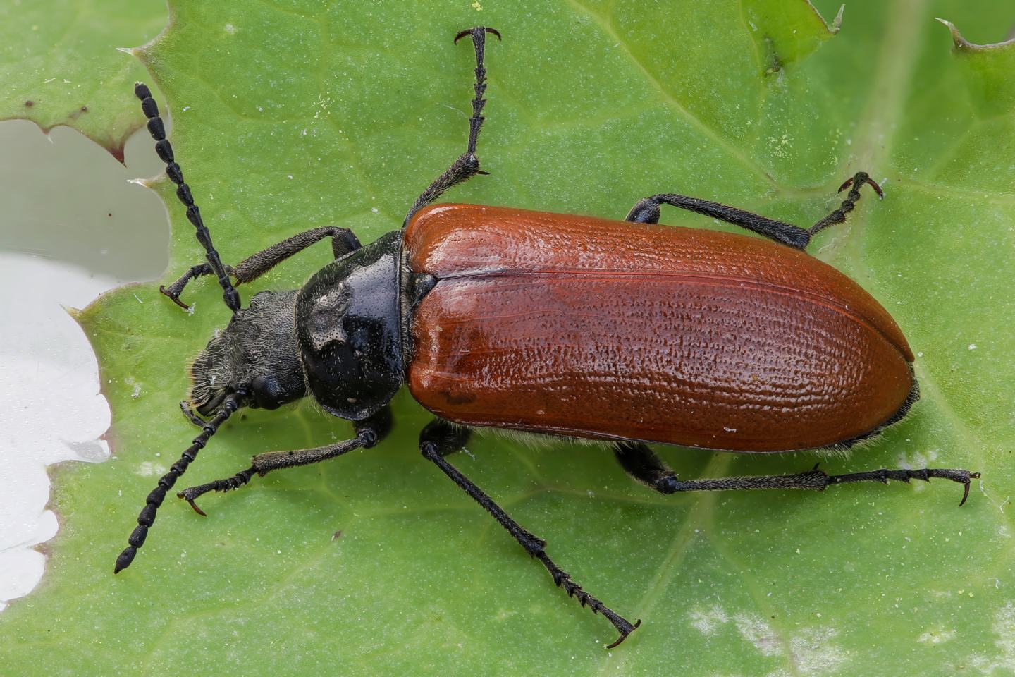 Tenebrionidae Alleculinae: Omophlus sp.